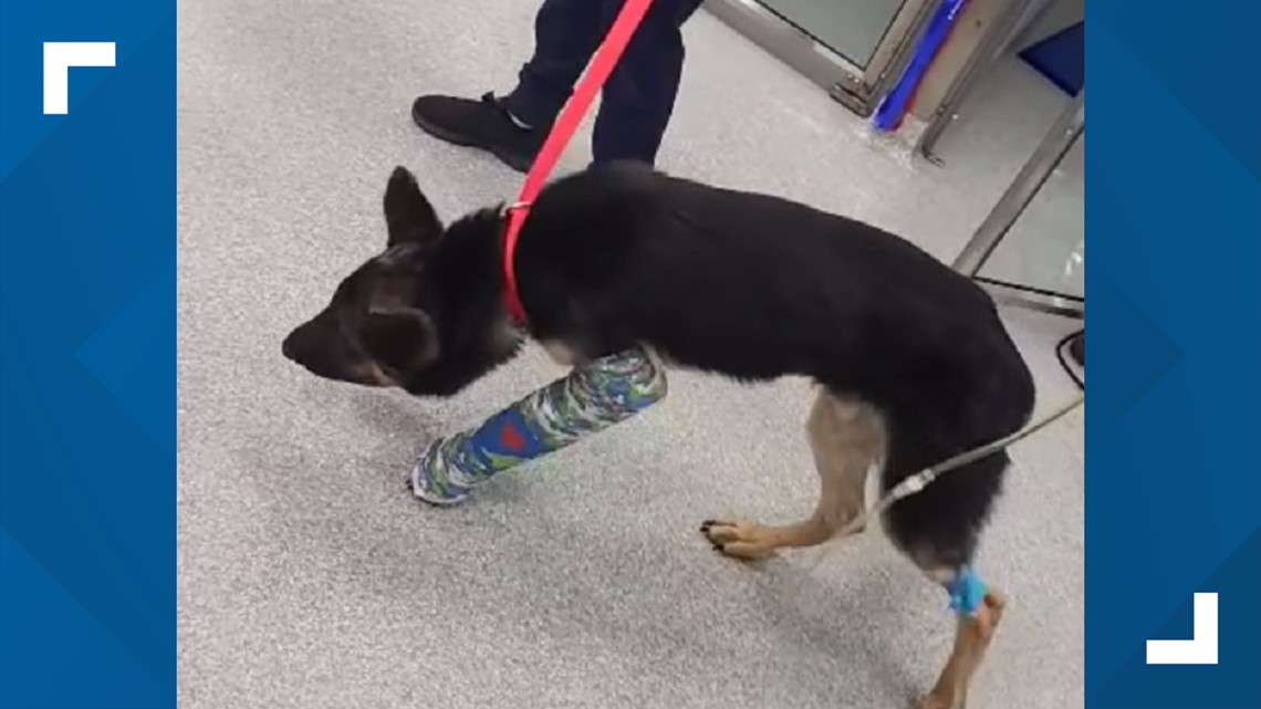 Puppy found beaten and unconscious 'making improvements' - Vimarsana News