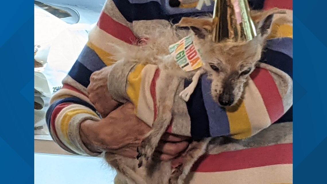 Pennsylvania dog turns 23 - Vimarsana News