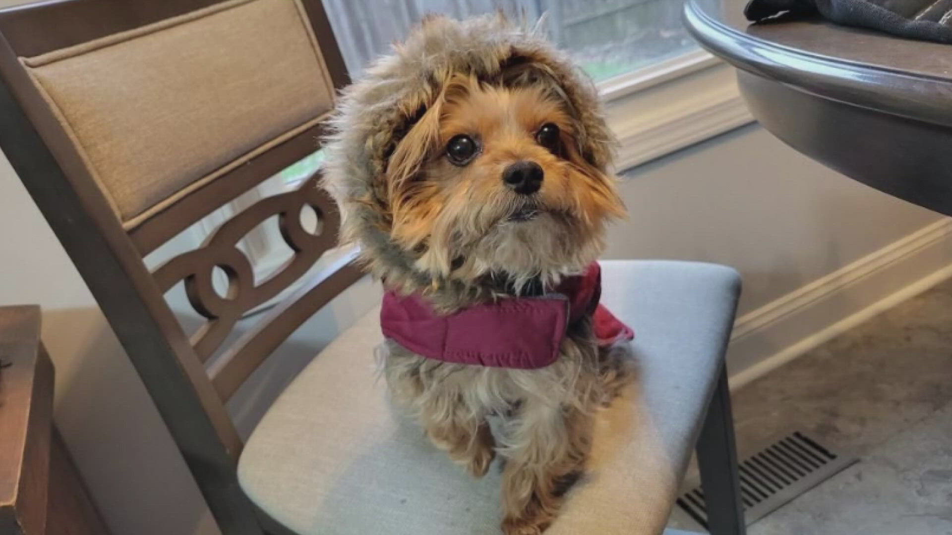 An Indianapolis woman is going to great lengths to track down her dog. She says her Yorkie was taken from her neighborhood.