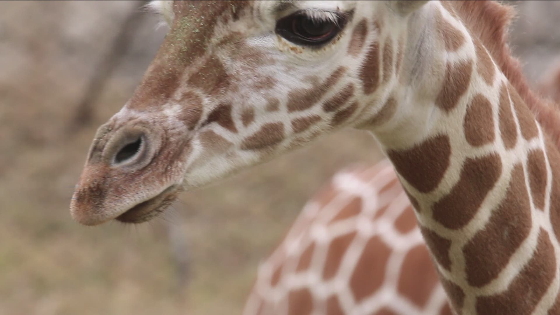 The Indianapolis Zoo shared video of 4-month-old calf Kendi stepping out into the public yard for the first time.