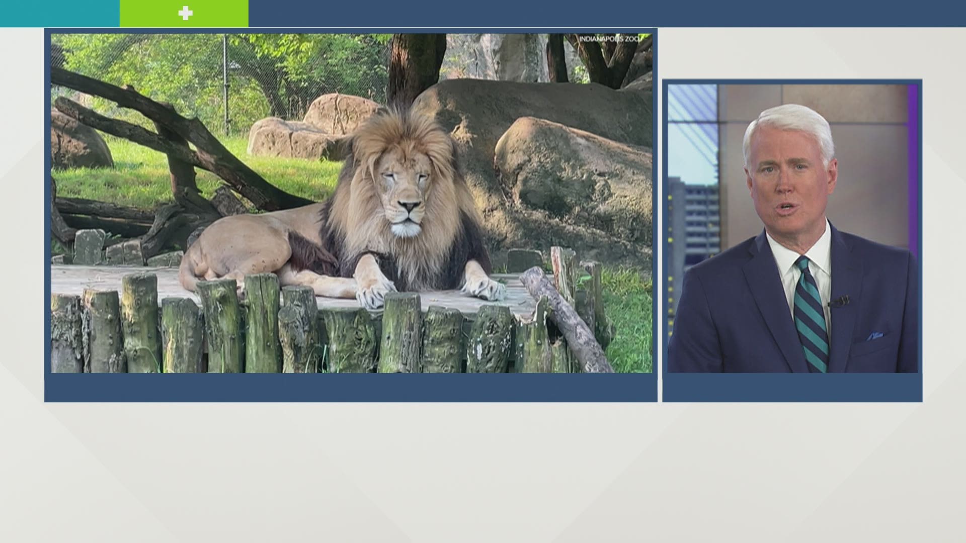 Primates and big cats are the first in line to receive the vaccine.