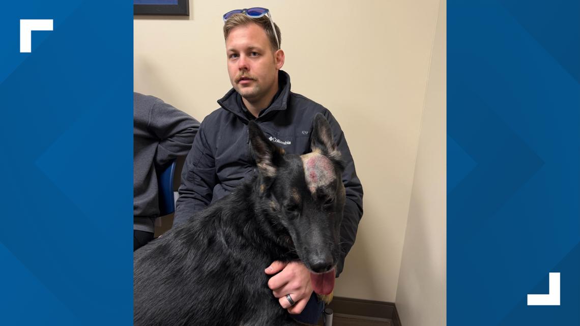 K-9 officer injured, alleged suspect injured after officer-involved shooting in Indiana