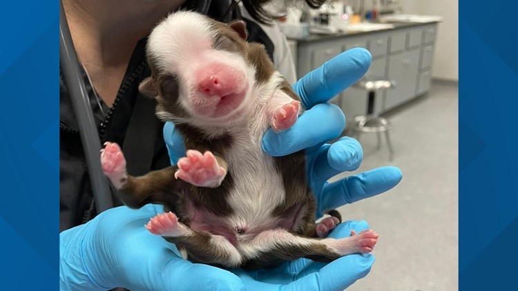 'This is a miracle' | Puppy born with 6 legs at veterinary hospital