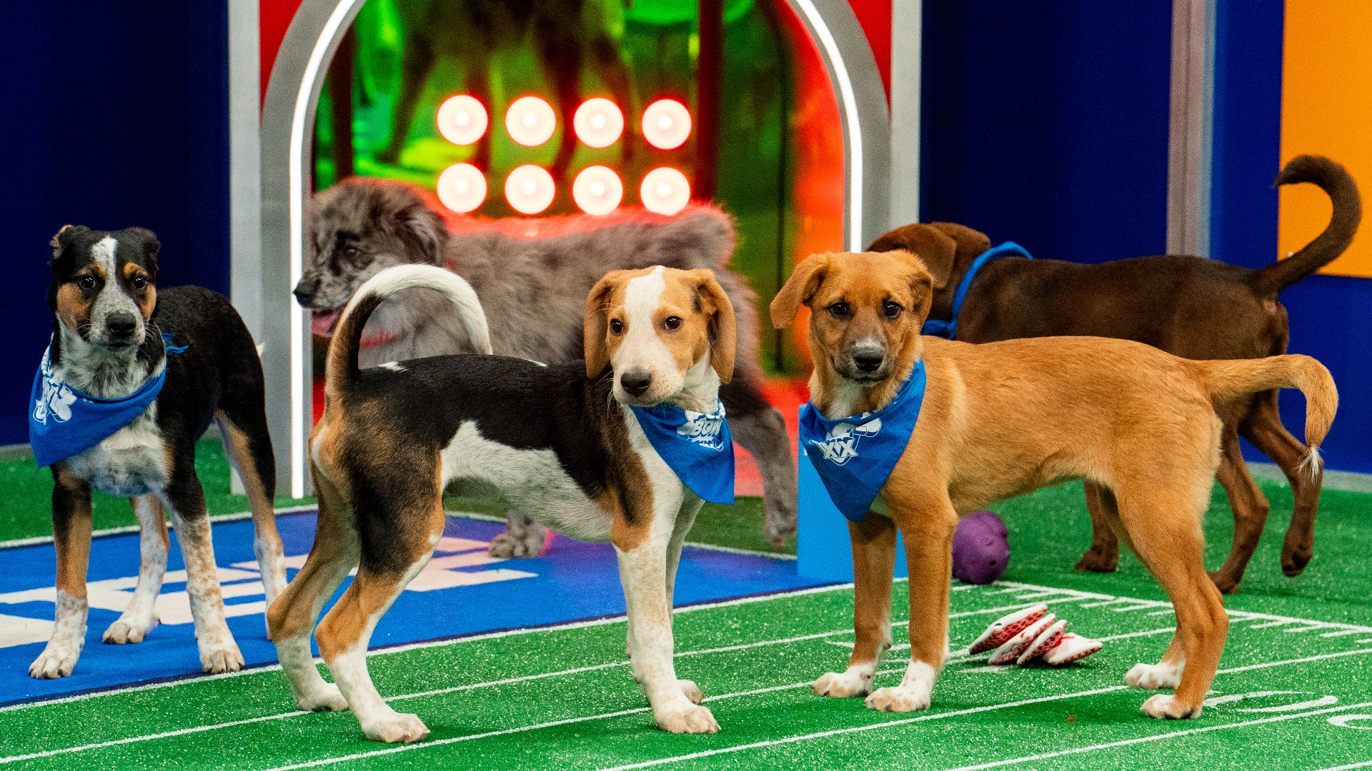 "Puppy Bowl XX" airs Sunday, Feb. 11 at 2 p.m. ET on Animal Planet, Discovery Channel, TBS and truTV and streams simultaneously on Discovery+ and Max.