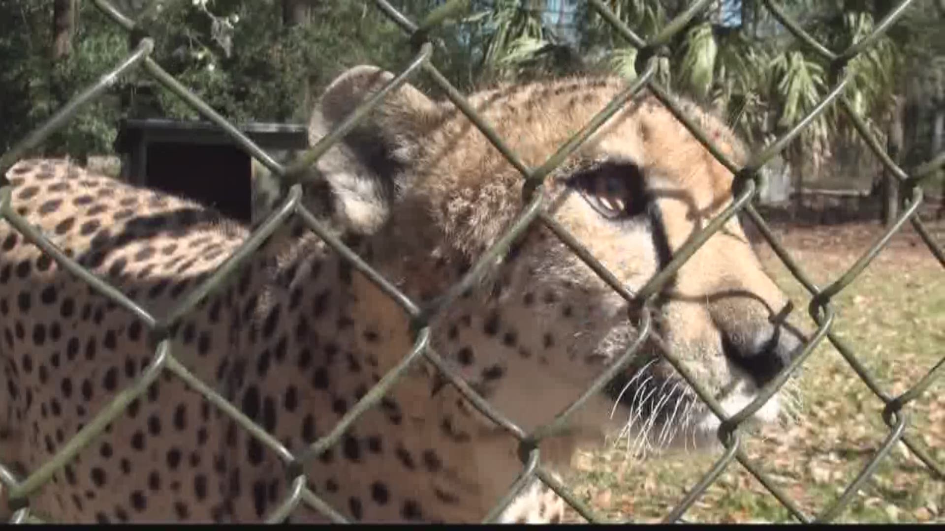 Jeannie Blaylock with an exciting update on our cheetah dating game!