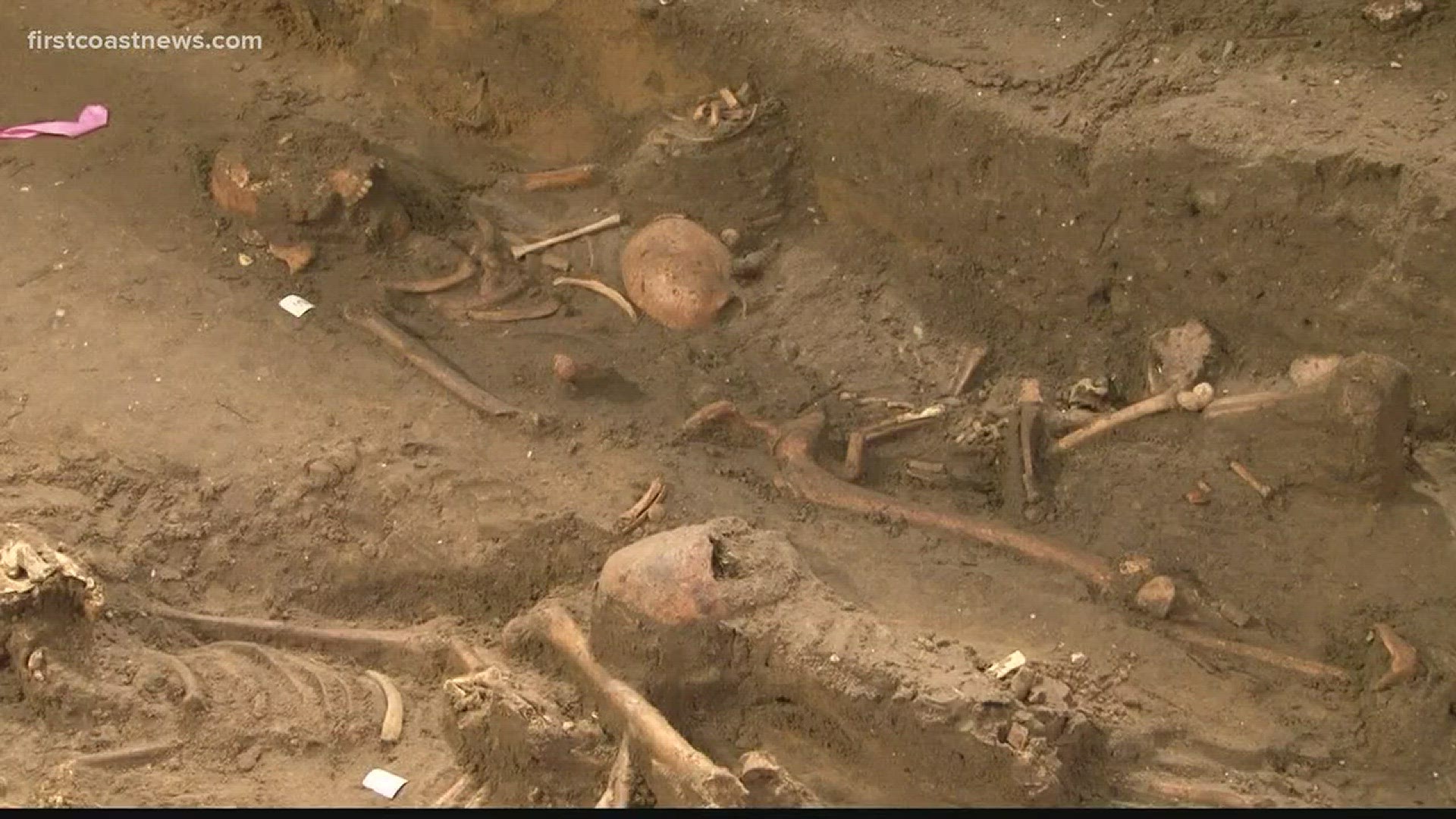 These skeletons were found under the floorboards of a store in downtown St. Augustine in early 2017.