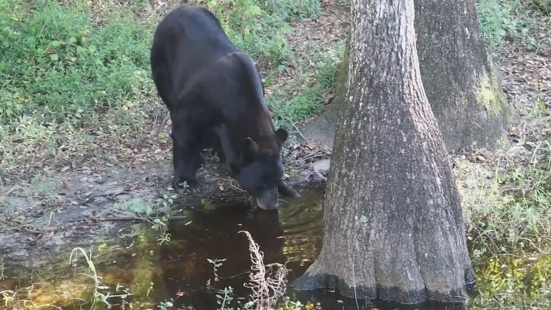 The black bear population has come back from just several hundred in the 1970s to more than 4,000 today. 