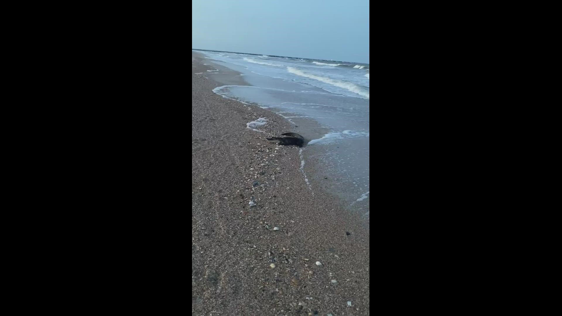 "We walked from the beach side all the way to [Fort Clinch] and we saw him right at the end," Bruna Costa said on Facebook.