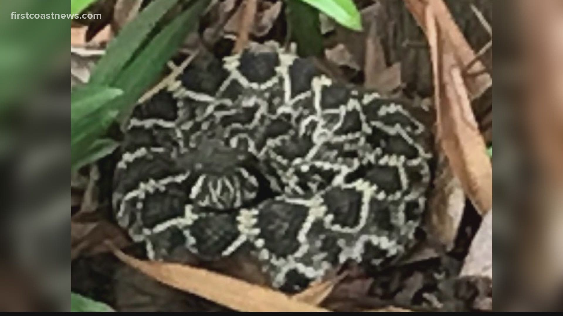 Booming Population Pushing Venomous Snakes In Fla. Neighborhood | Wtsp.com