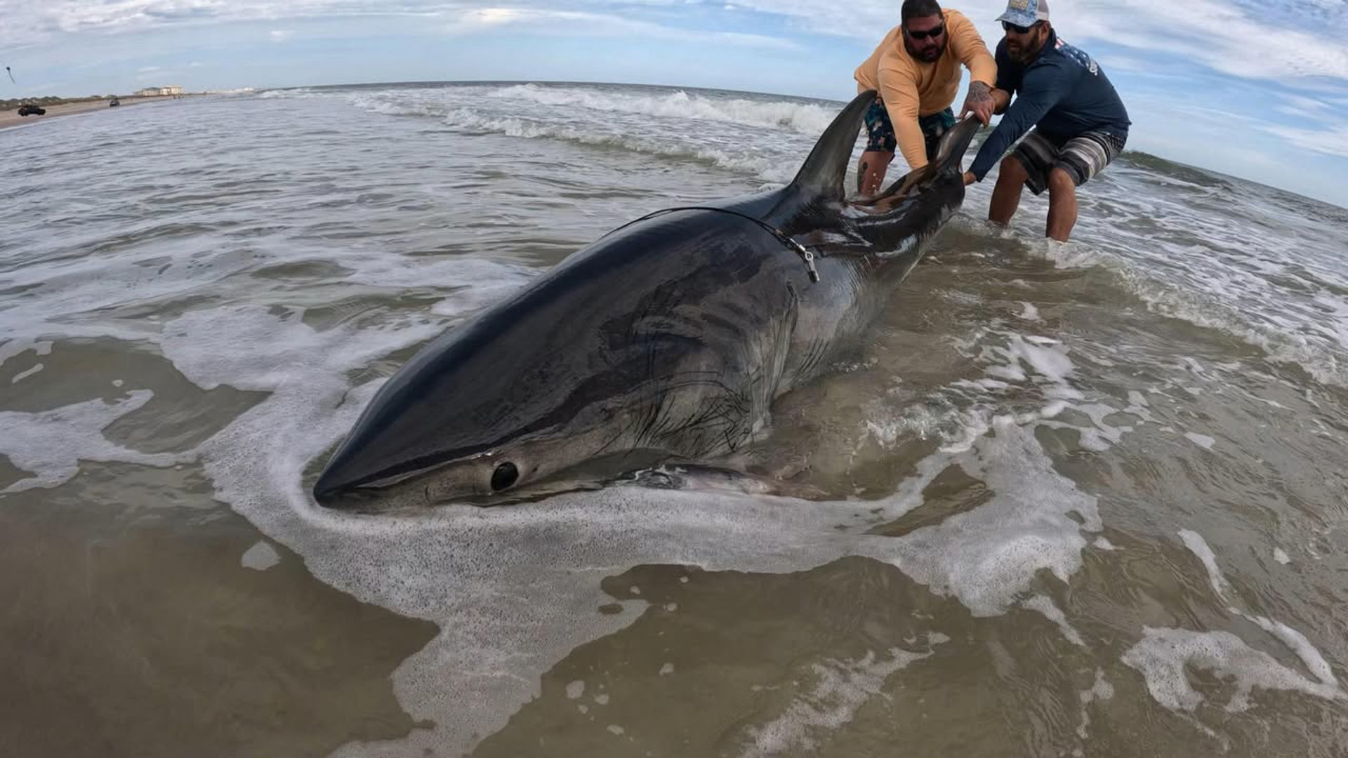 Alberto Vanegas said the "fish of a lifetime" was caught using fresh back fin tuna head. It was caught off the coast of Fernandina Beach.