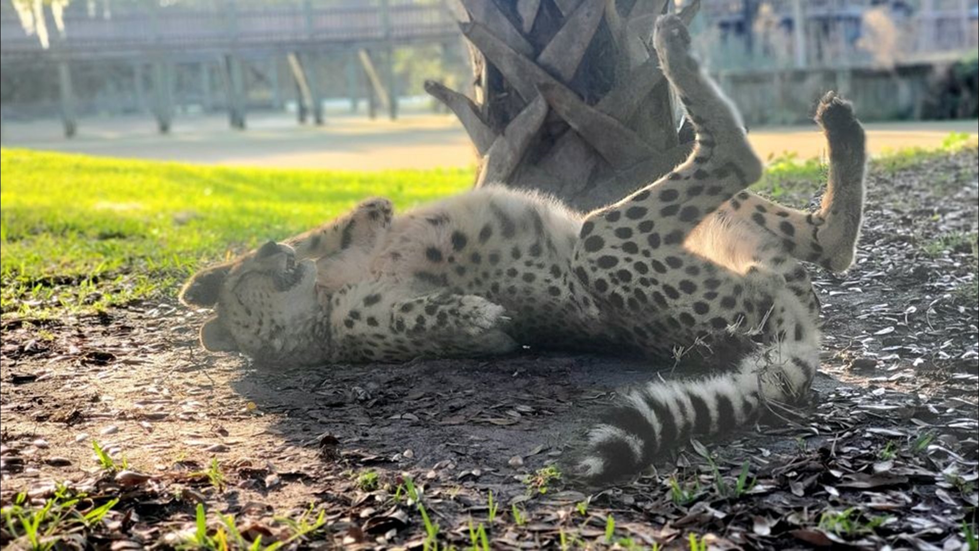 Jacksonville Zoo announces death of Steve the cheetah | wtsp.com