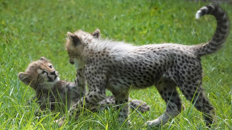 Cheetah births two cubs at White Oak Conservation in Yulee