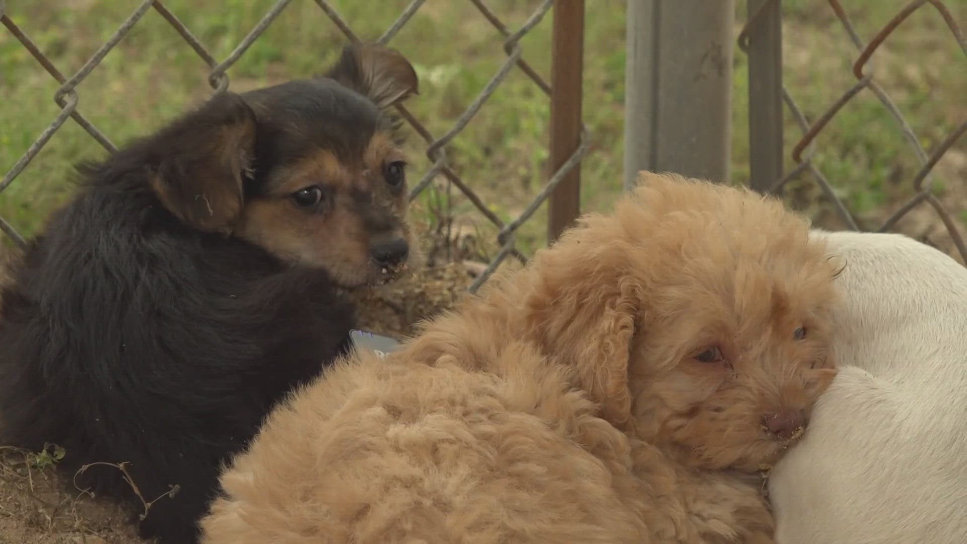 Other long-time shelter dogs were also at the adoption event.  All of them adopted too