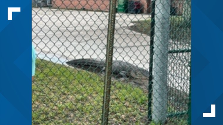 Florida MMA fighter wrestles 10-foot alligator outside Jacksonville elementary school