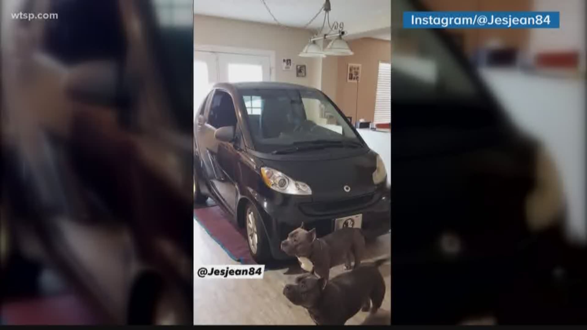 It started as a light-hearted challenge between a Florida couple, can a Smart car fit into their kitchen? The answer: Yes it can.

Patrick Eldridge parked his smart car in his kitchen to protect it from Hurricane Dorian because he didn't want it to "blow away" and to prove that he can park his car there.