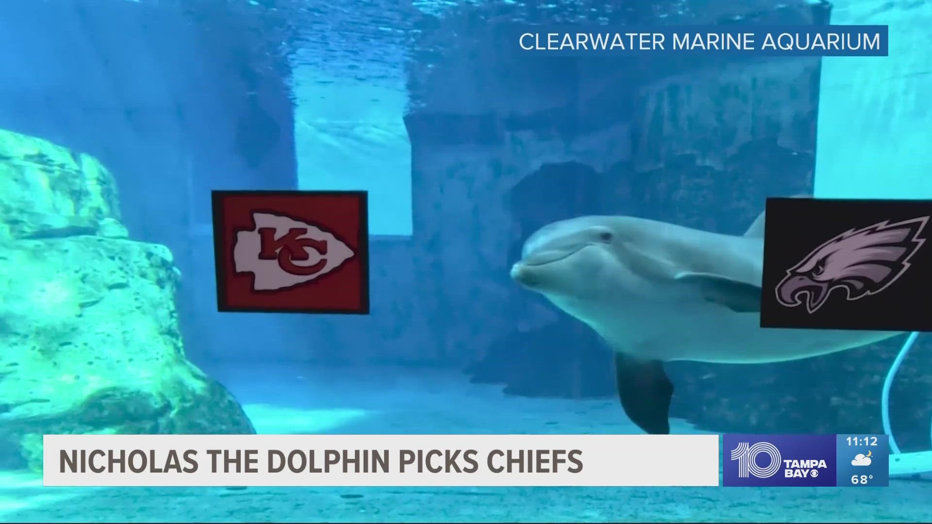 Tampa Bay-area sea animals make their Super Bowl LVII predictions 