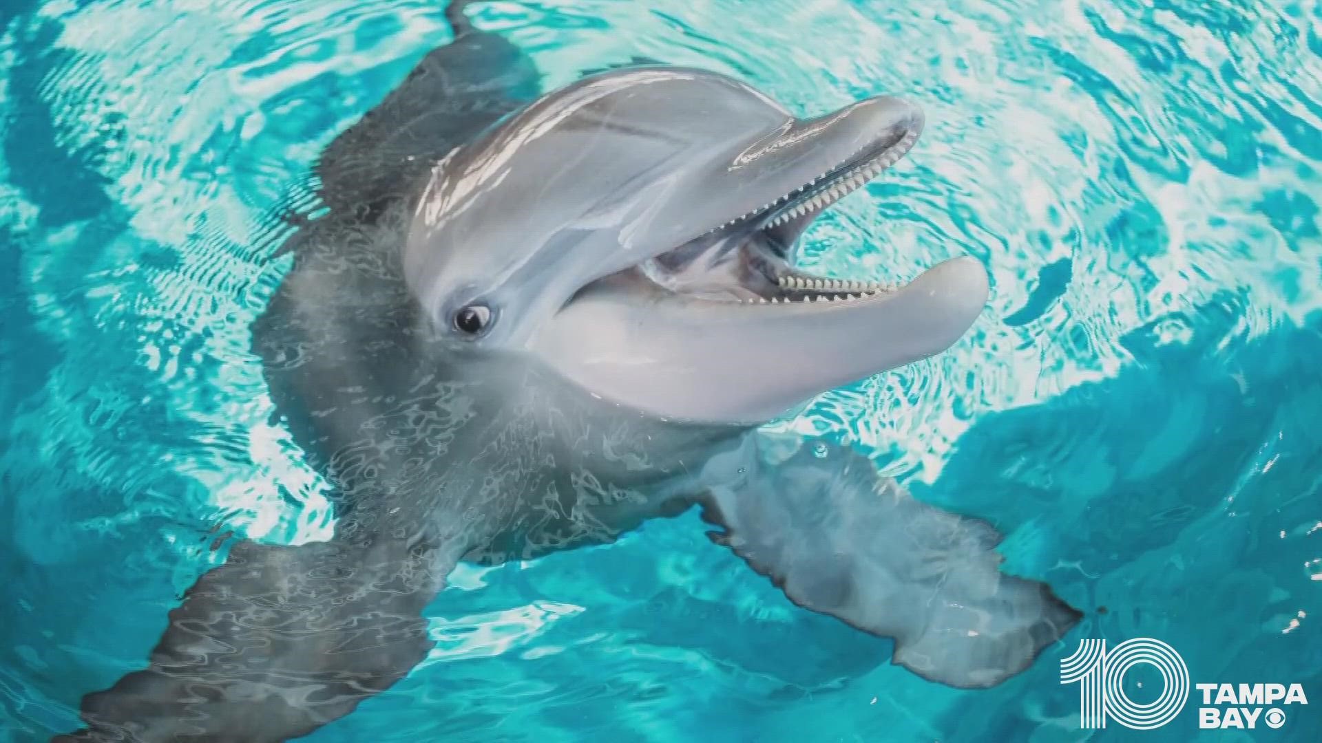 Clearwater Marine Aquarium says Winter the Dolphin died Thursday after days of fighting a gastrointestinal infection.