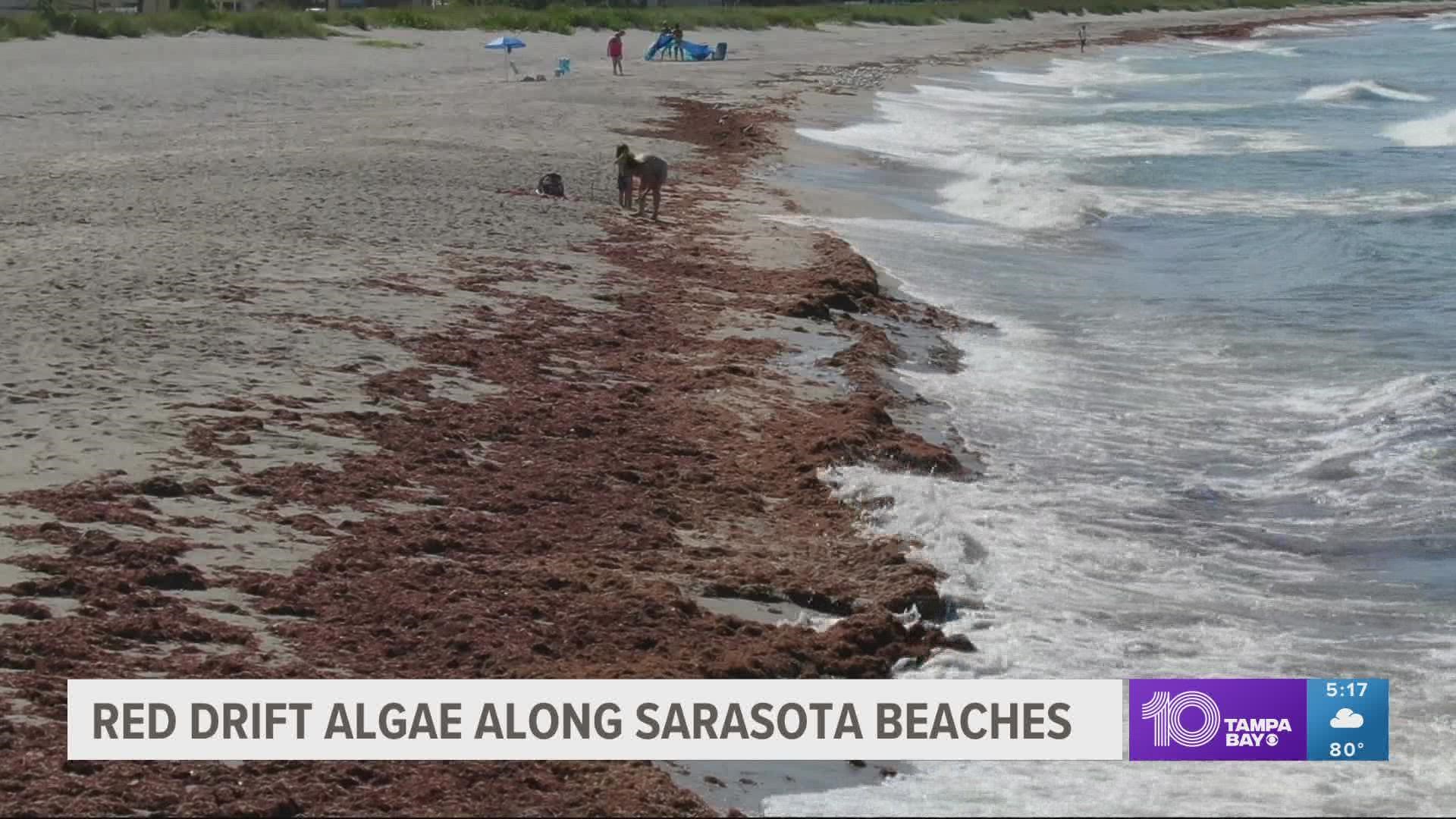 It's not red tide, which is toxic and can kill off marine life.