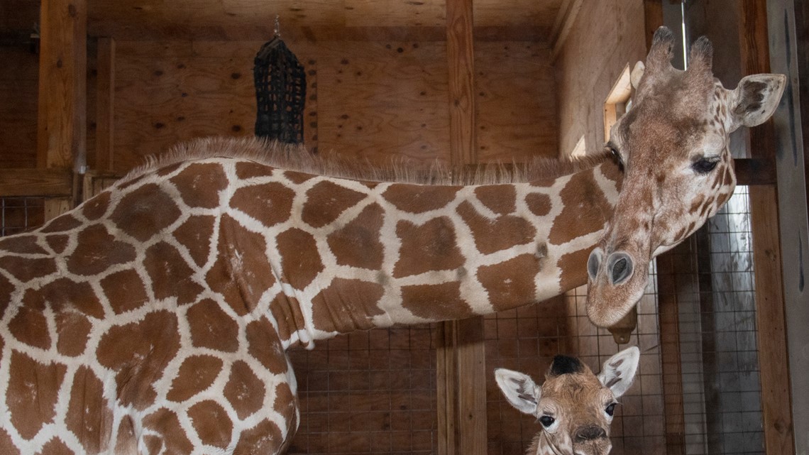 April the Giraffe dies: World-famous giraffe euthanized | wtsp.com