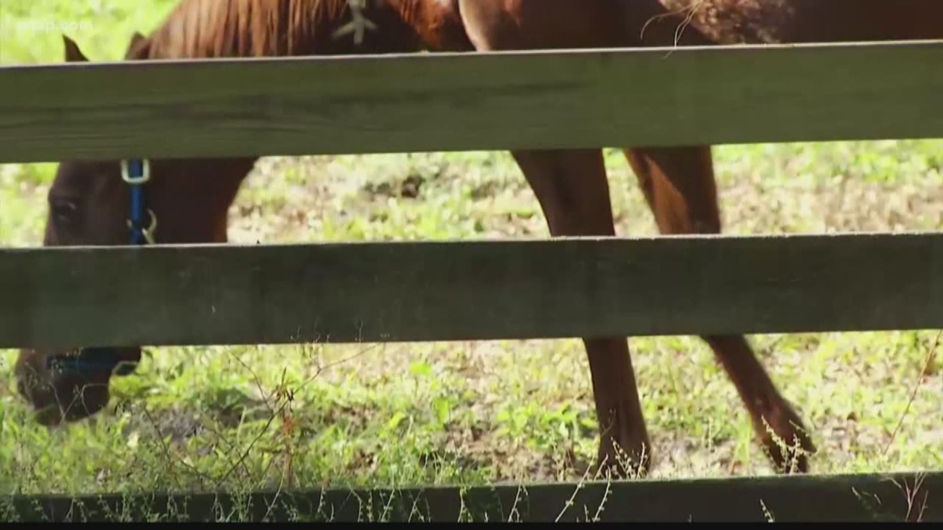 Deputies are searching for the people responsible. Investigators think they targeted a specific, expensive horse.