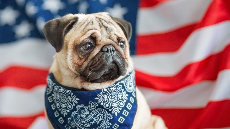 More dogs run away on 4th of July weekend than any other time of year