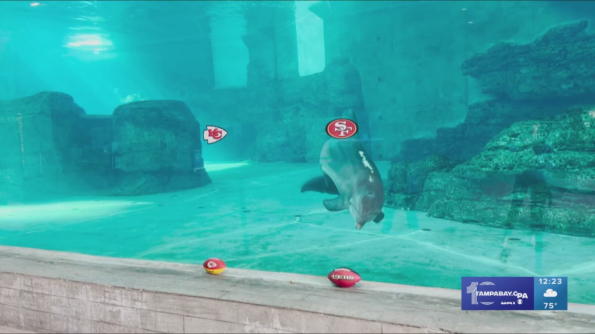 Clearwater Marine Aquarium's very own Nicholas the dolphin picked the 49ers to win the Super Bowl.