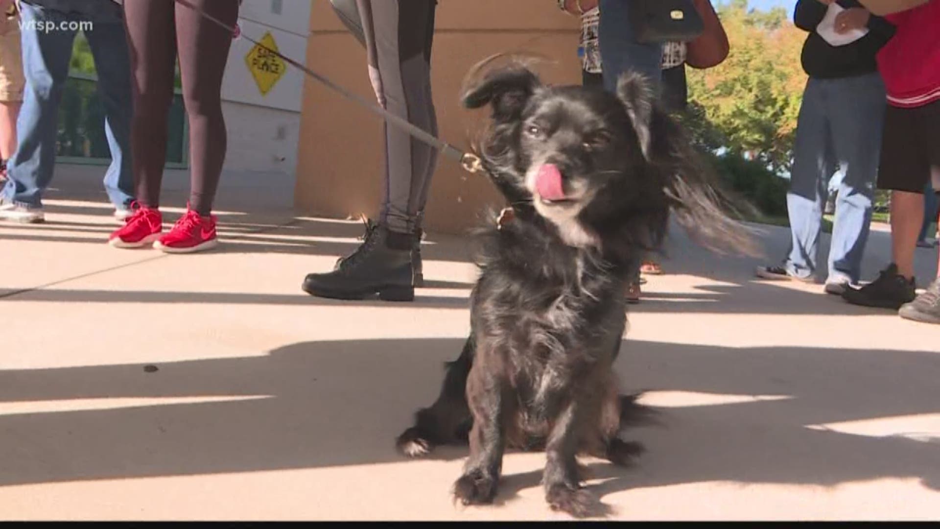 Hillsborough County has set up a two-day adoption event to help streamline the process.