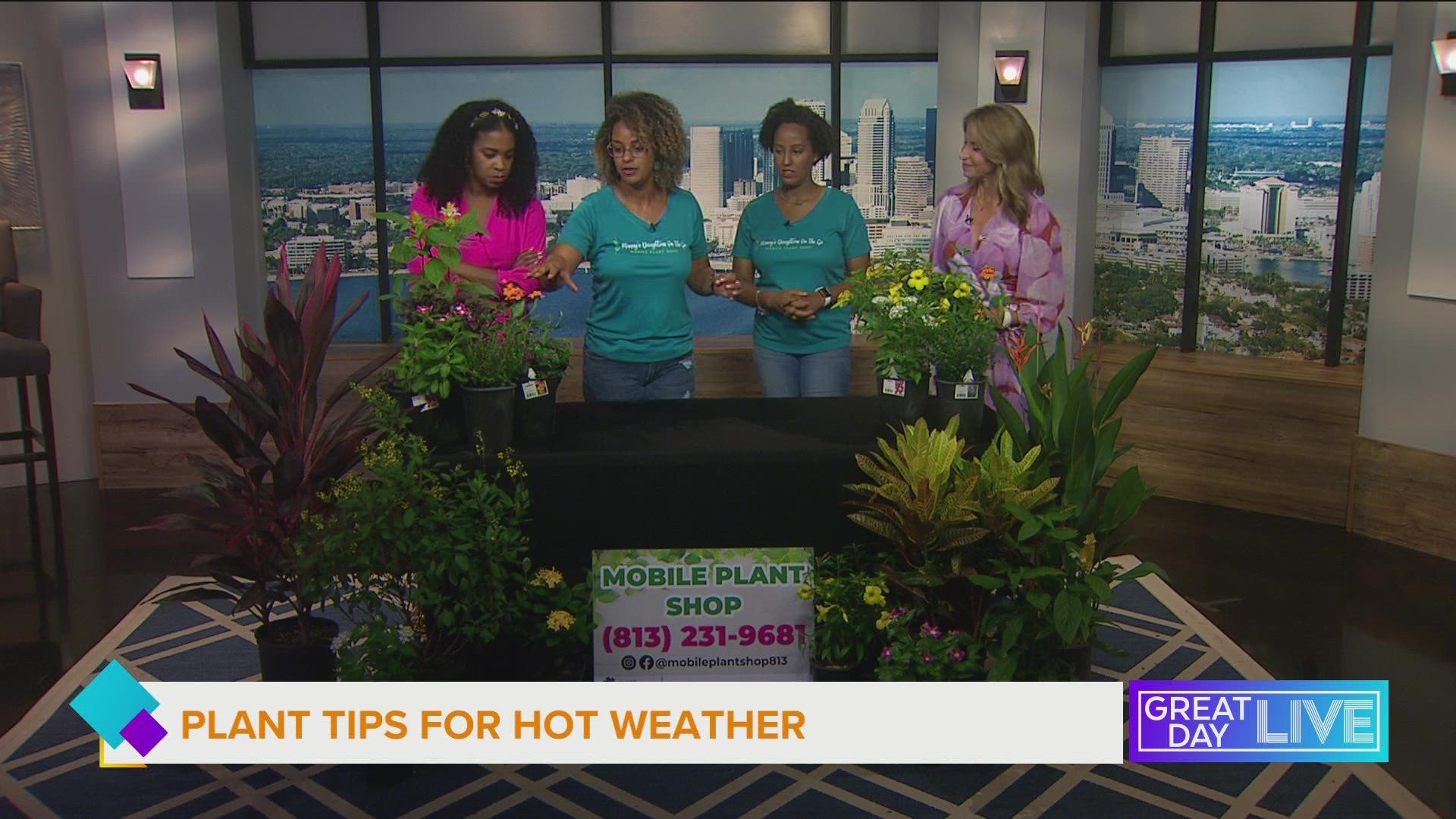 Hot weather plant tips