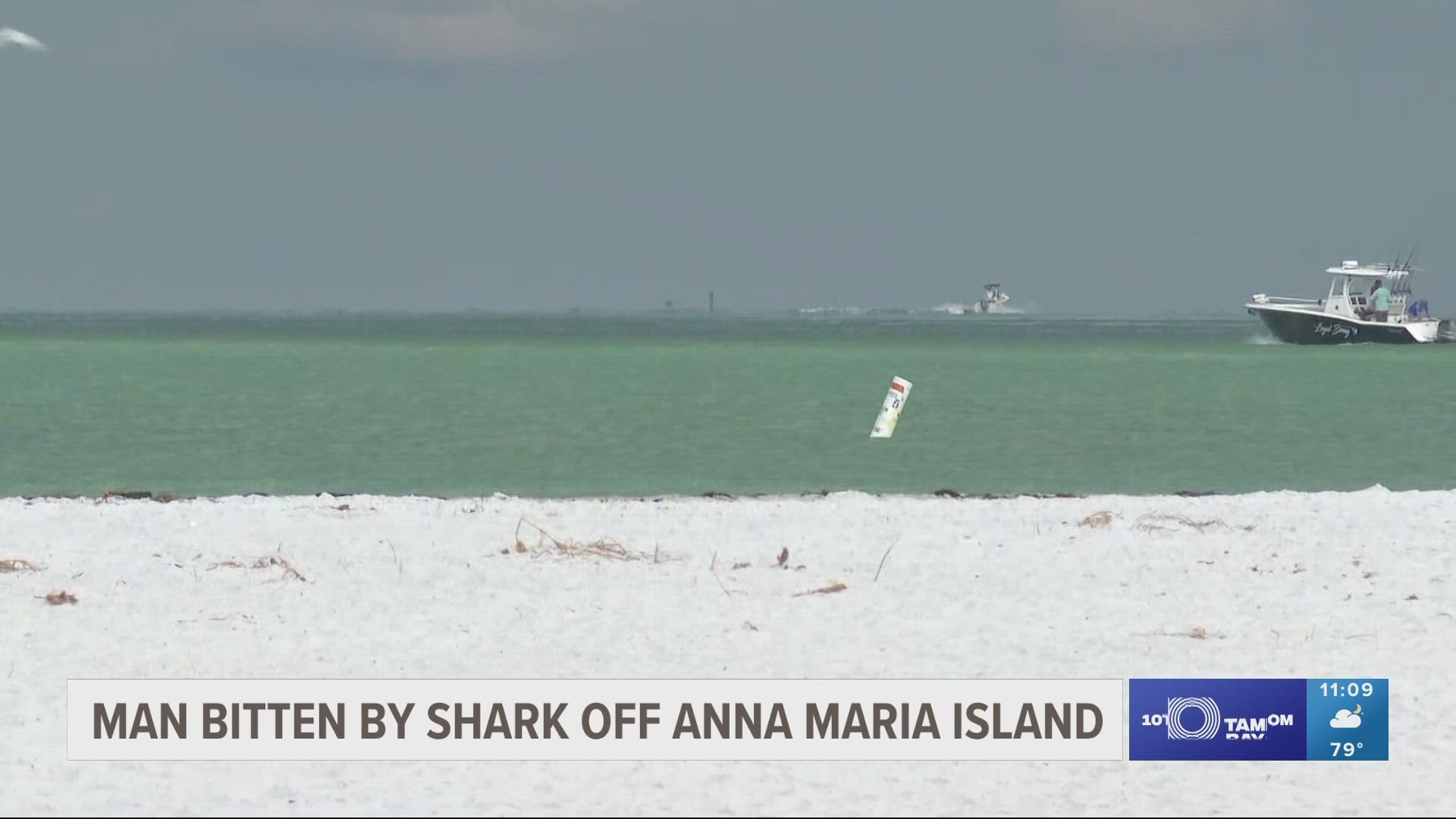 Shark Week: Anna Maria Island Fishing Report