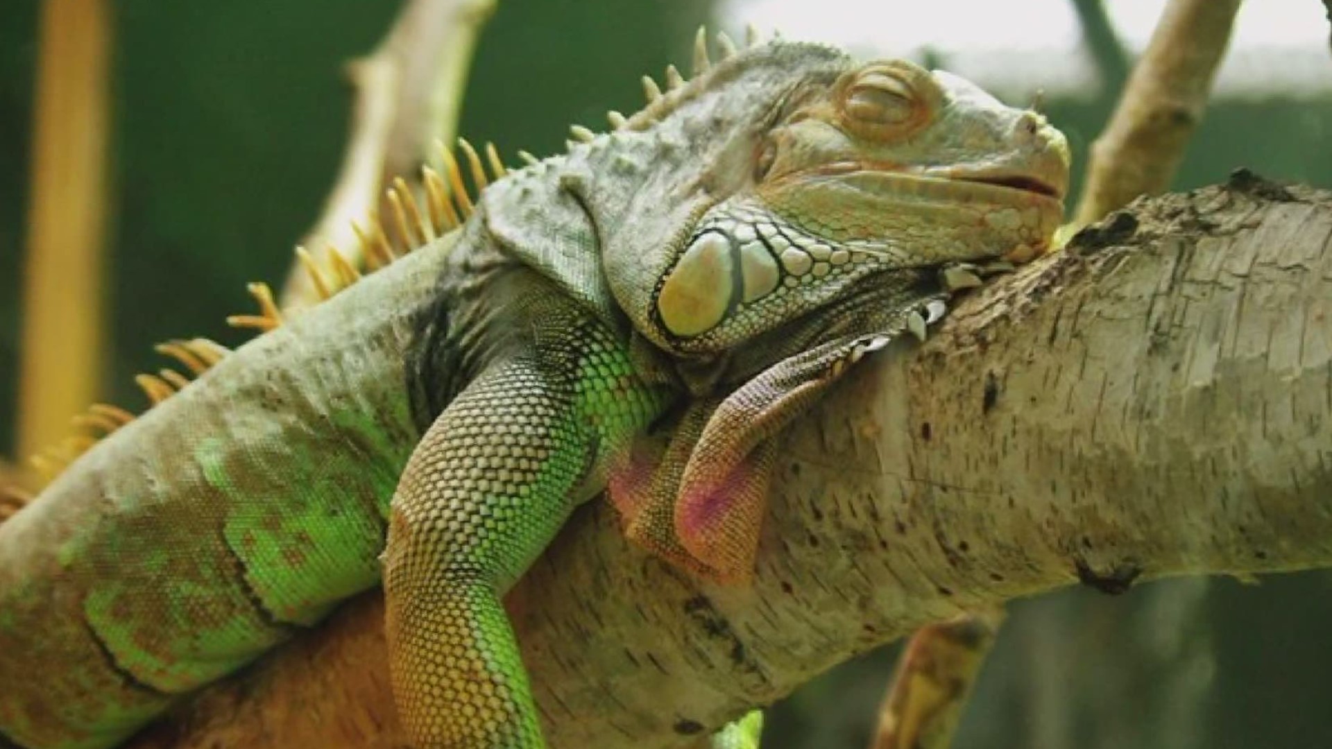 Even colder weather could have prompted a “falling iguana alert” as they start to fall from trees.