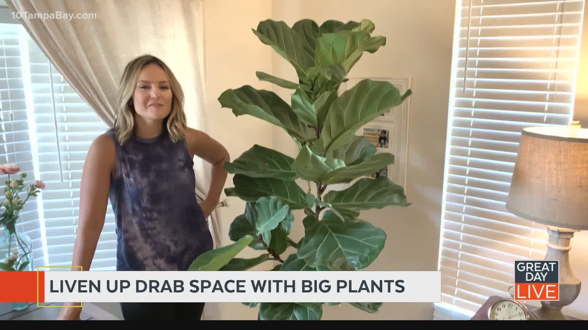 Kendall talks fiddle leaf fig trees: How to care for the ‘it’ home plant