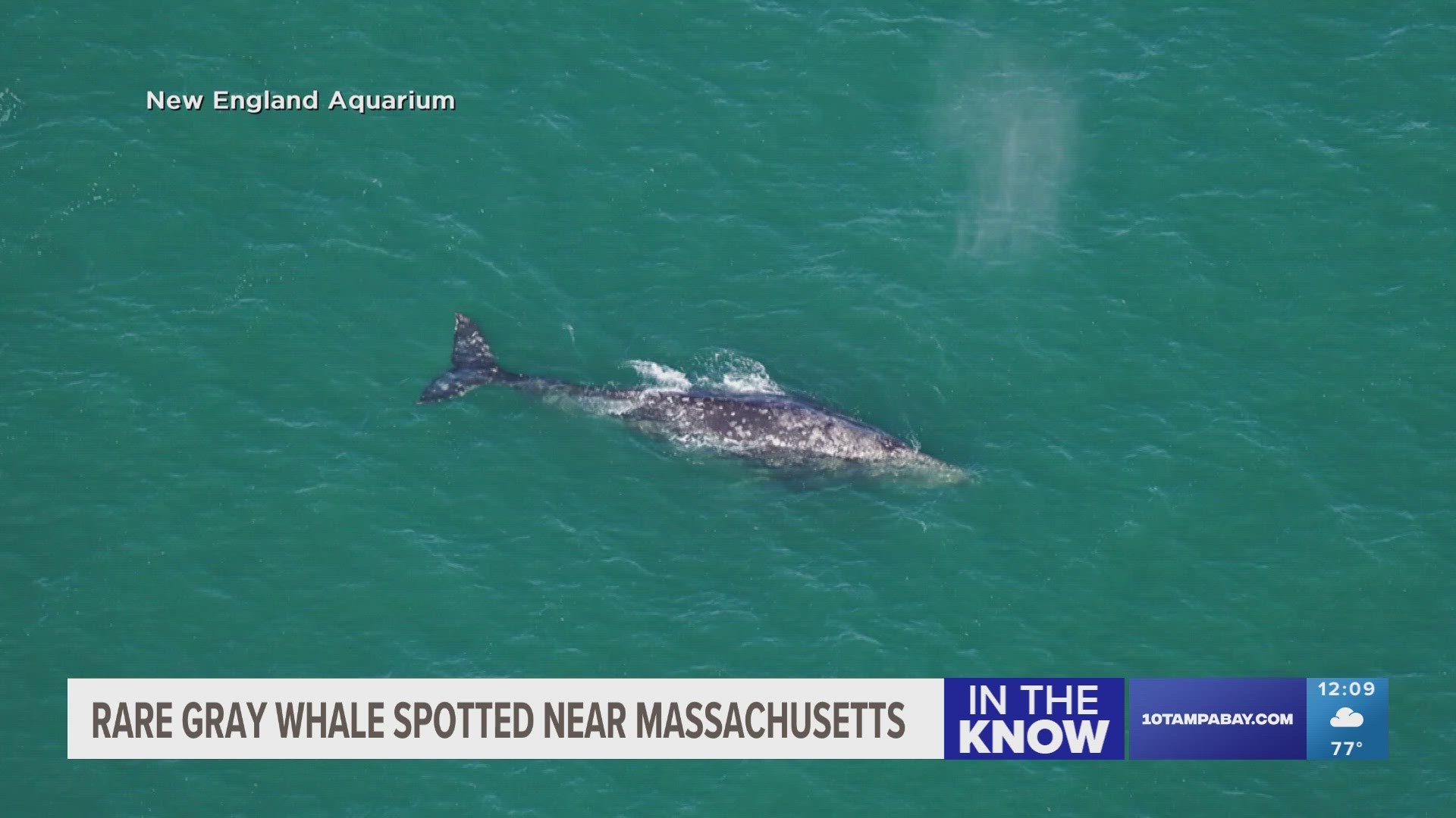 There have been five total sightings over the last 15 years, including the same whale seen near the coast of Miami three months ago.