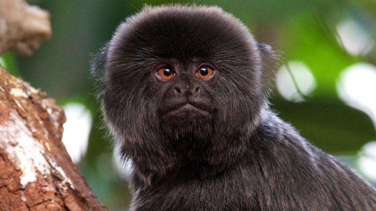 goeldi's monkey for sale