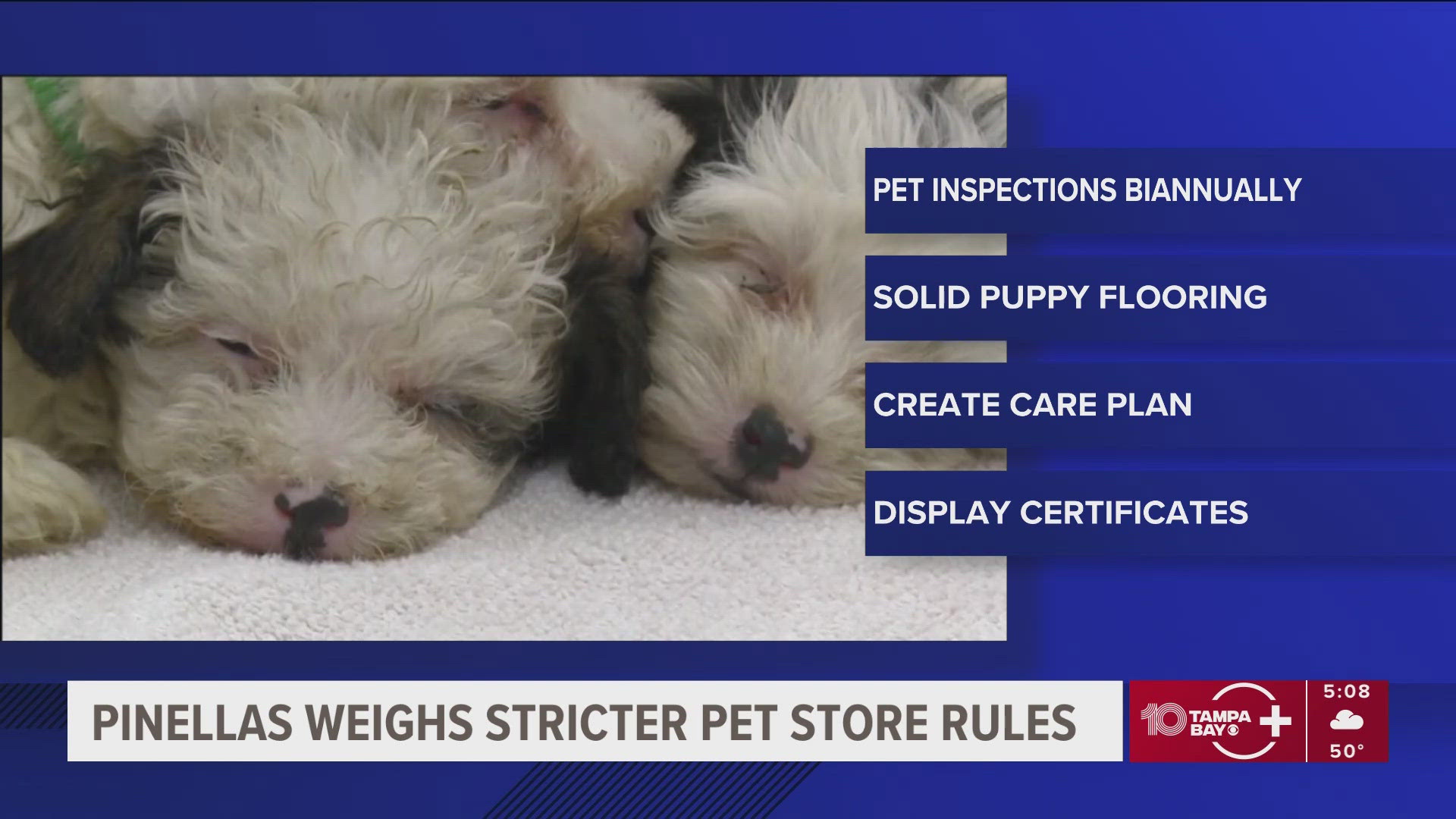 pinellas-county-officials-weighing-stricter-pet-store-rules-wtsp