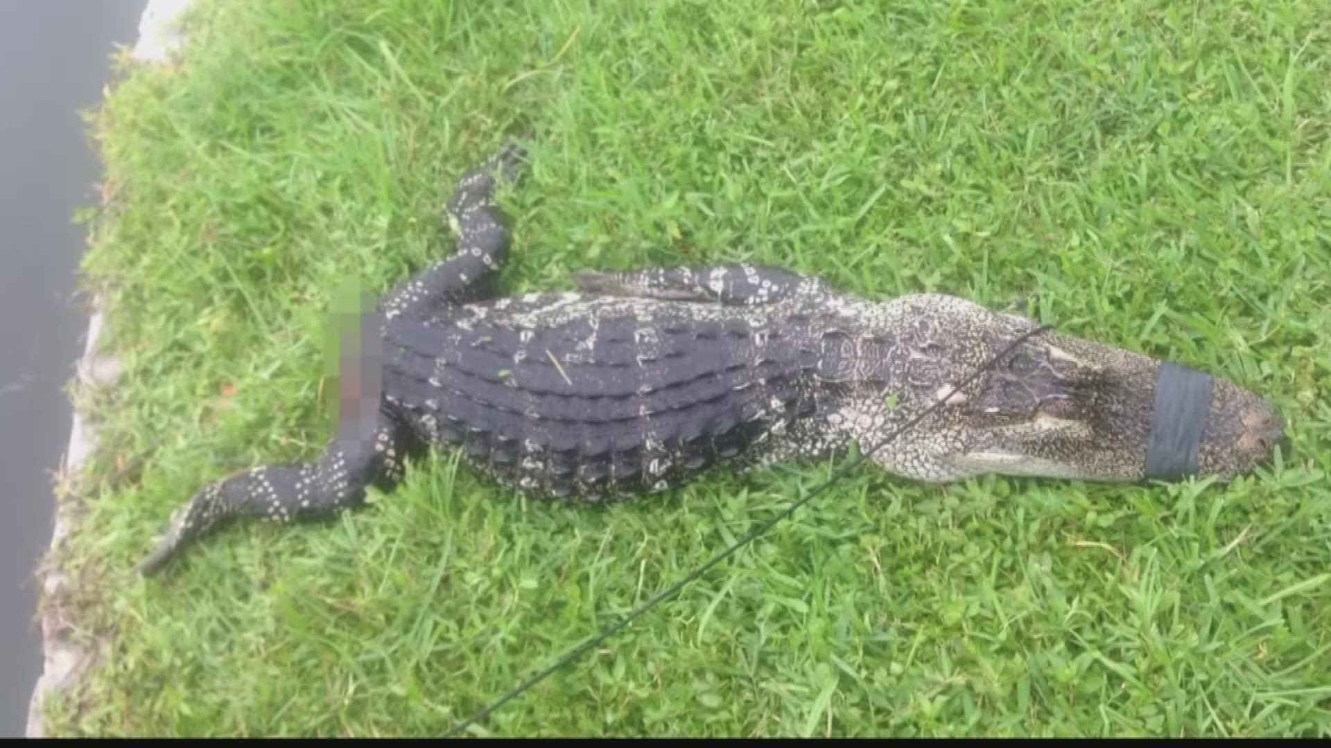 Couple accused of poaching gator, trying to sell tail | wtsp.com