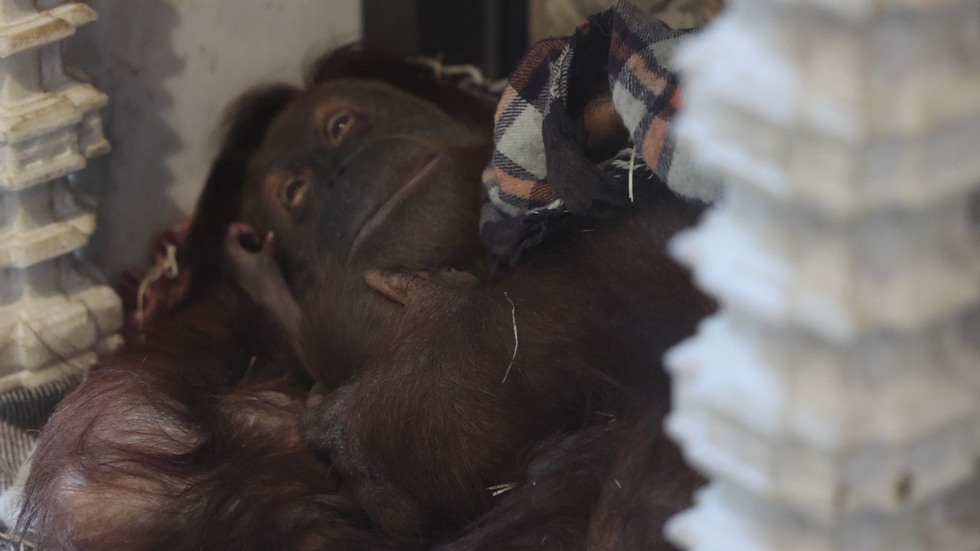 Mathaï is the newest member of the Sumatran orangutan family.