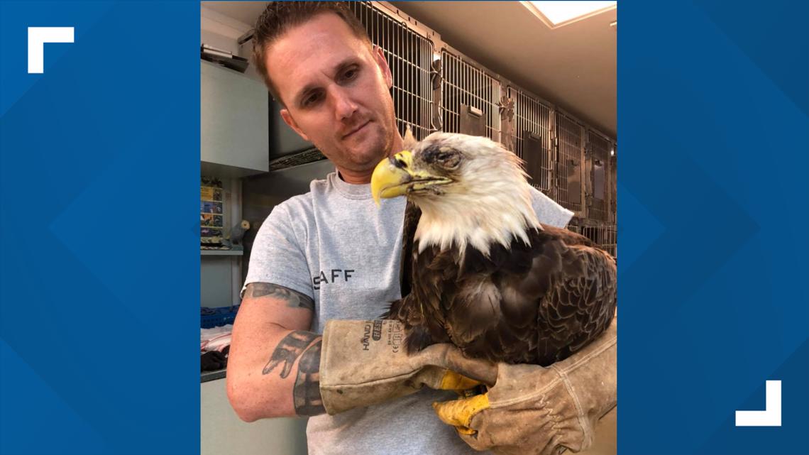 Rescued bald eagle to be released in Seminole | wtsp.com