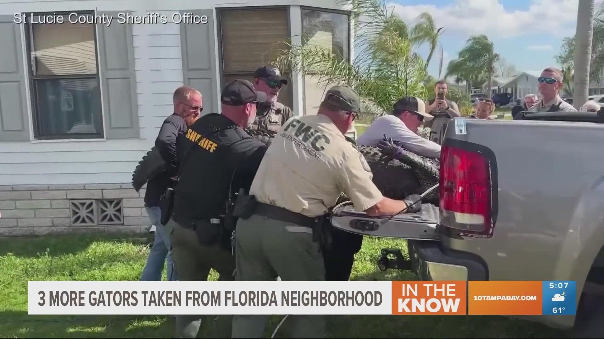 Officials said Gloria Serge was walking her small dog along a pond at a Fort Pierce community when an approximately 10-foot alligator pulled her into the water.