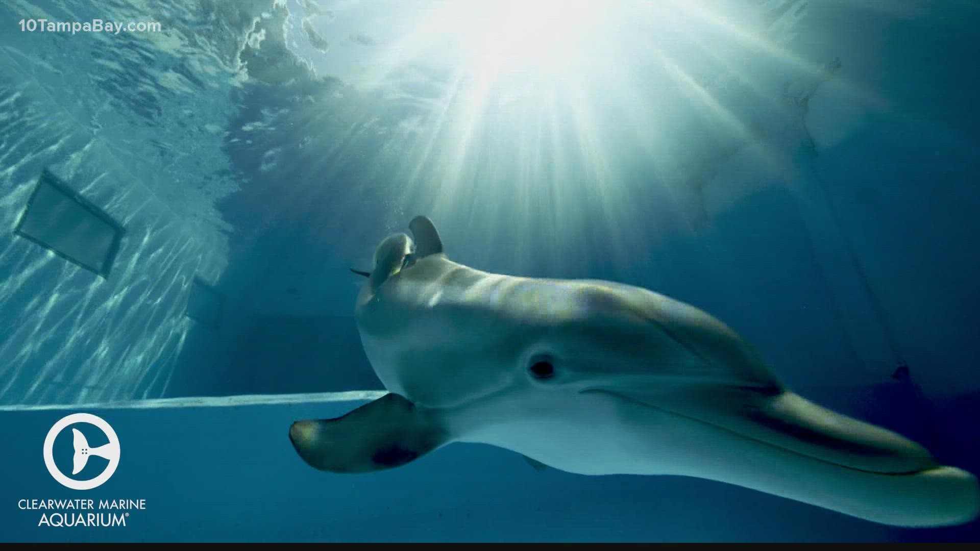 Dolphin Tale star Winter, whose story inspired millions, died on Thursday. She was 16,