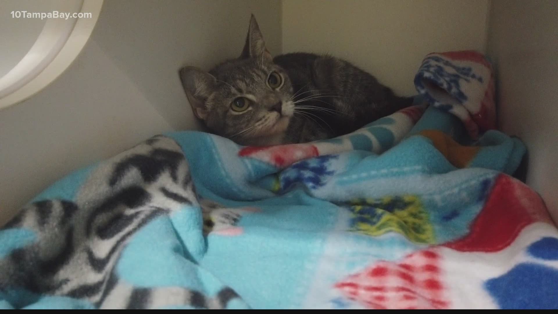 About 5 dozen cats were rescued from a hoarding situation a few weeks ago. However, most of them won't make good housepets, but they can be put to work.