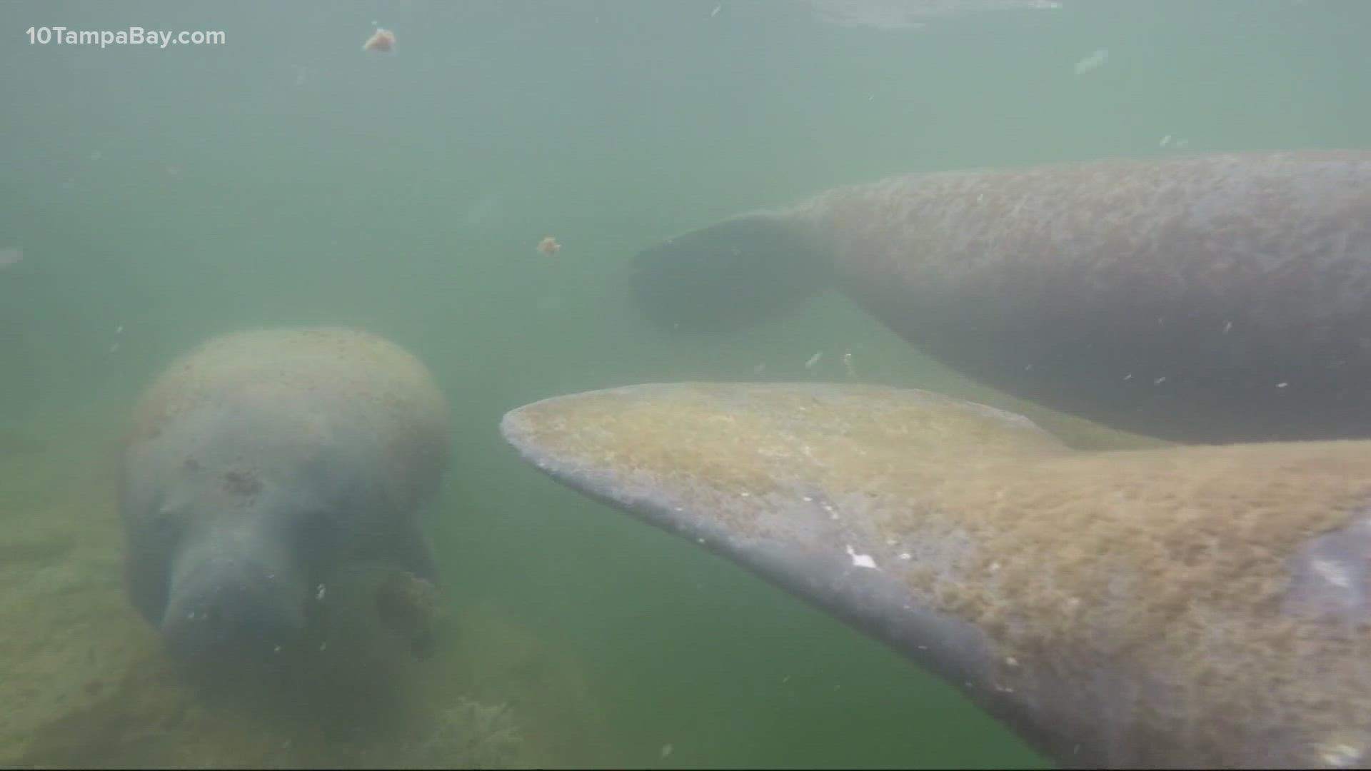 The state's joint task force says it is still seeing more dead or distressed manatees than normal.