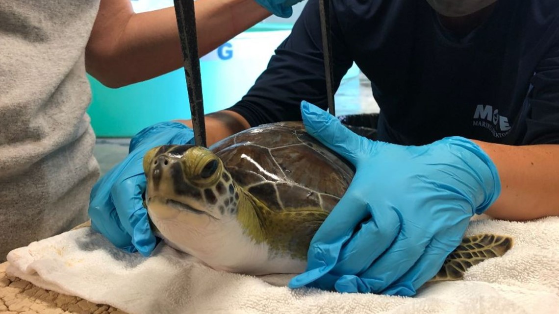 Juvenile sea turtles released from Ormond Beach | wtsp.com