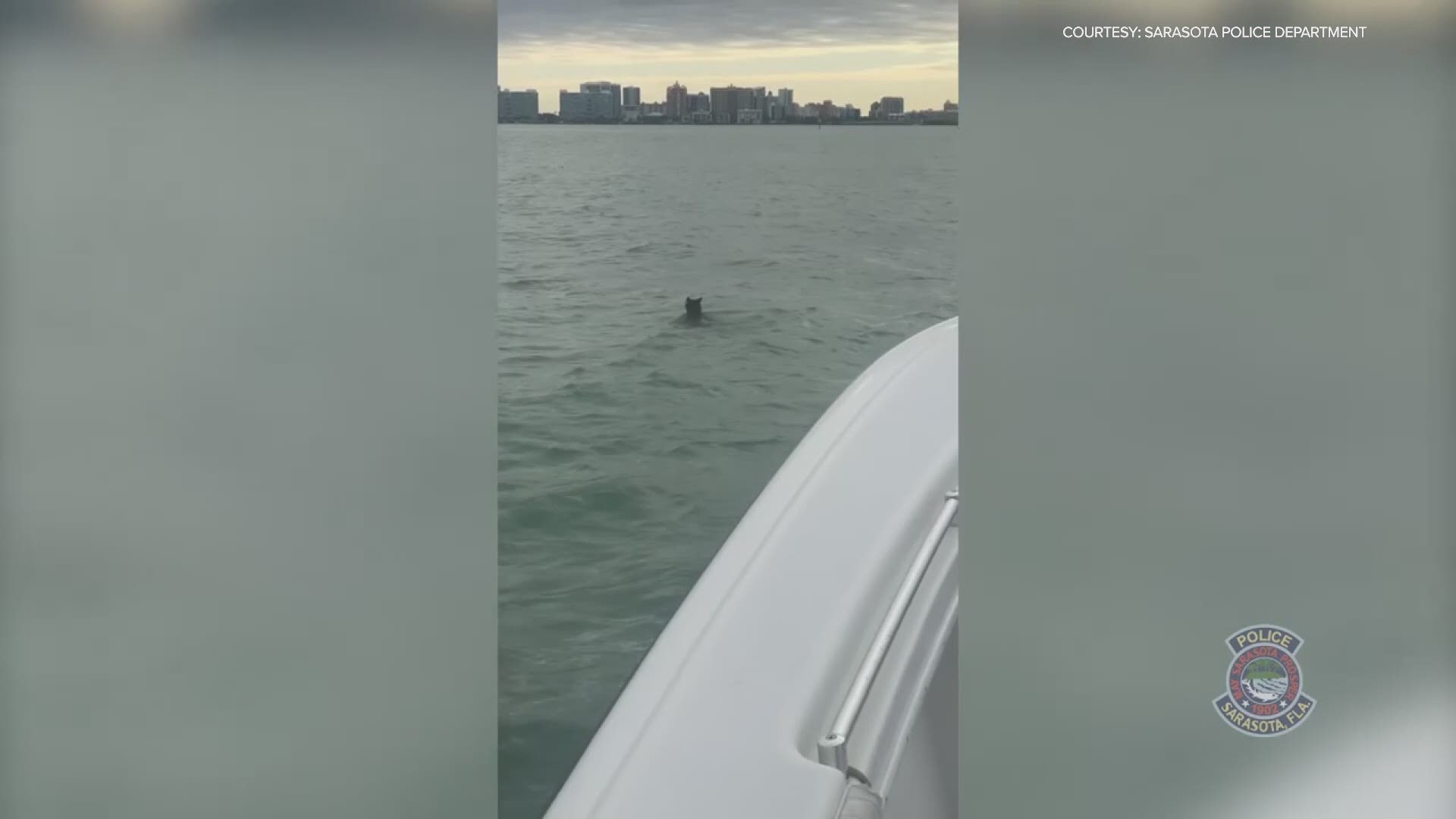 Upon closer look, that's no dog swimming in Sarasota Bay.