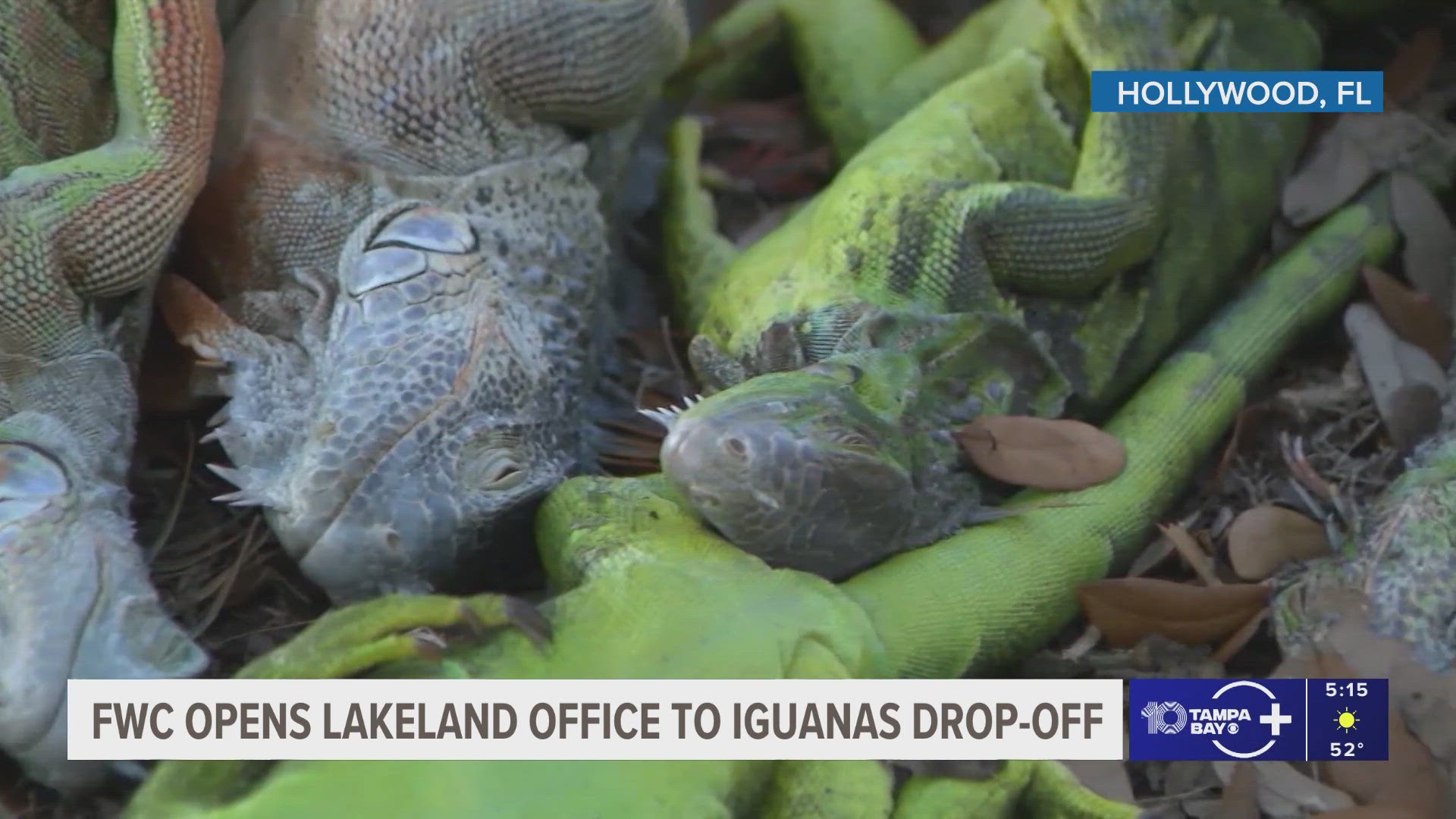 Iguanas falling from trees in Florida can be brought to this Lakeland