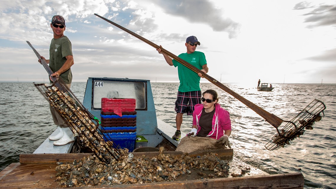 Oyster harvesting in Apalachicola Bay could be shut down - Vimarsana News