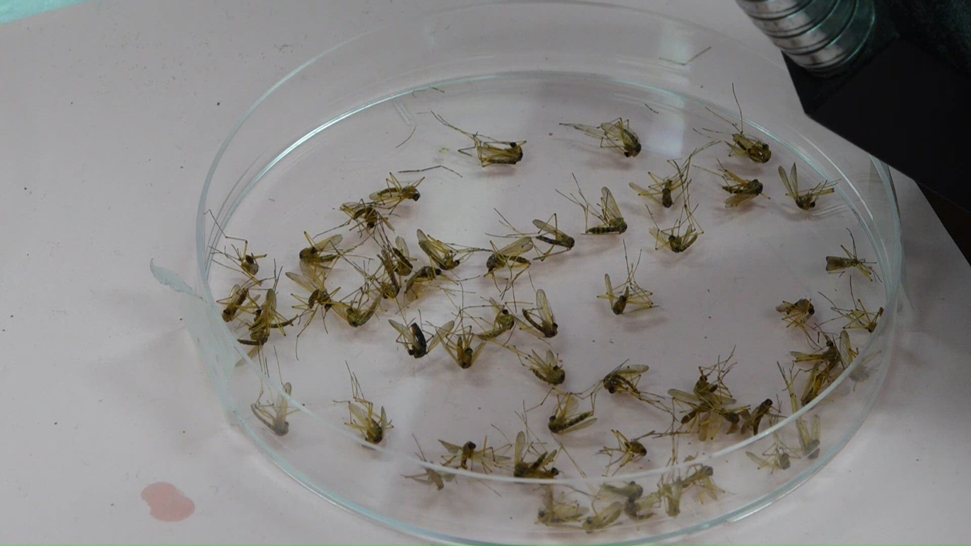 As dengue fever spreads across Tampa Bay, health officials encourage ...