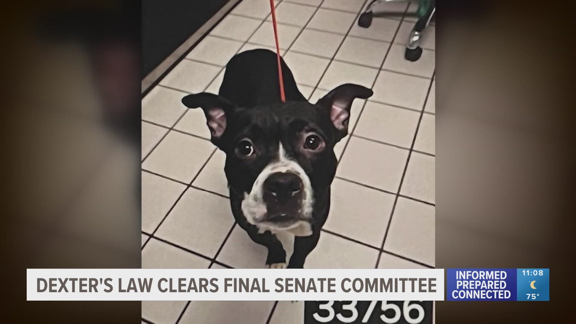 Dexter's Law would allow for a sentence multiplier for certain animal abuse crimes.