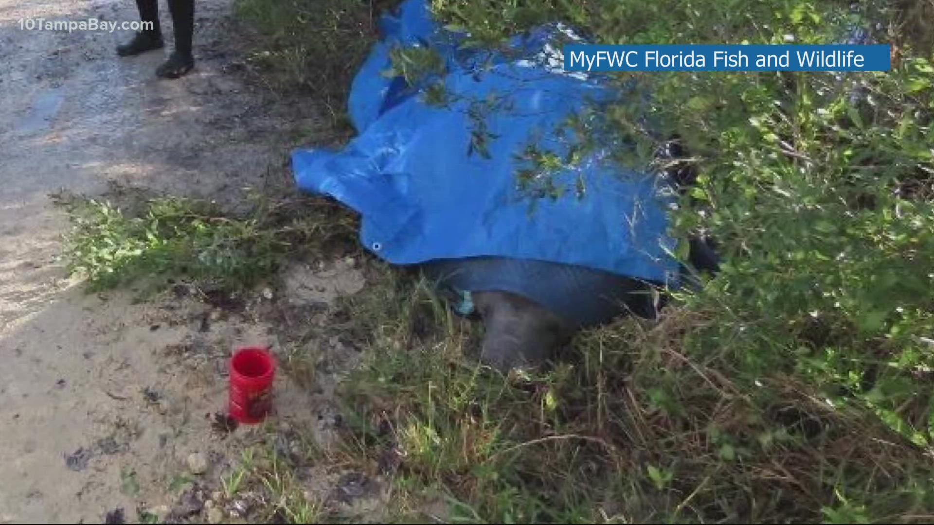 Florida Fish and Wildlife says it likely swam near the road during high tide and became stuck when the water receded.
