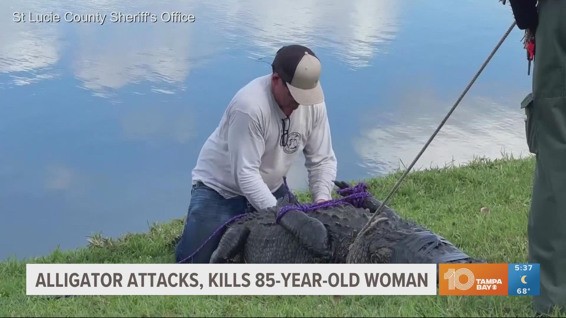 On camera, 85-year-old Florida woman killed by alligator while trying to  protect her dog