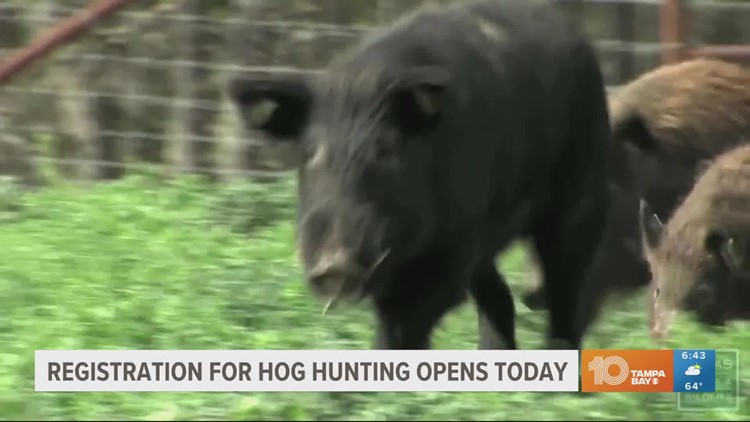 Registration for hog hunting opens today in Florida